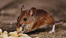 24 Hour & Emergency Exterminators in Mc Kenney, VA